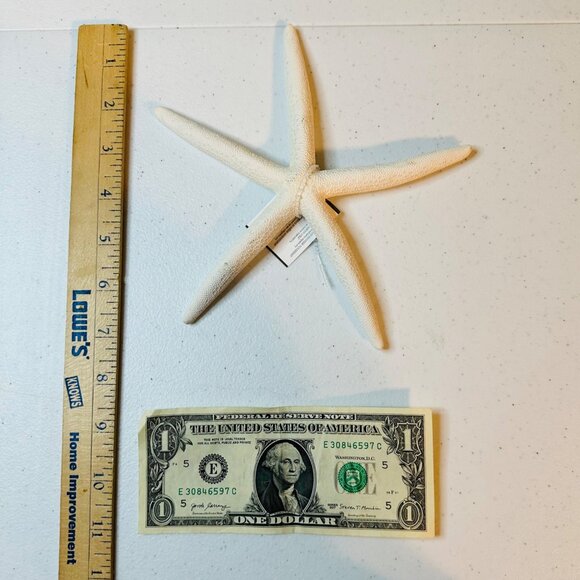 White Starfish Shell Beach Decoration Coastal Beach Home Decor & Crafts - Picture 7 of 7